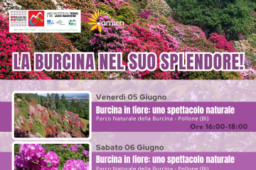arnica burcina giugno
