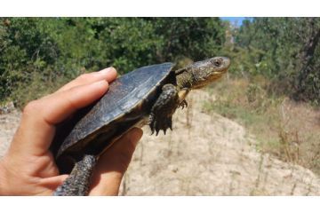 Una giornata speciale: rilasciati esemplari di Emys orbicularis nel Parco del Ticino piemontese