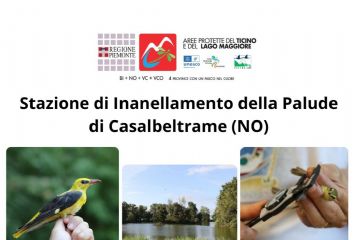 inanellamento settembre