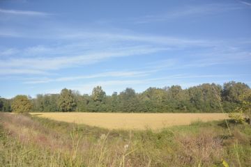 Risaia nei pressi del Parco delle Lame del Sesia