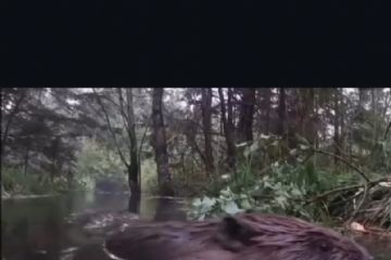 Il Parco al TG: si parla di castoro