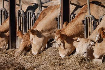 Allevamento di bovini - Foto di Pixabay
