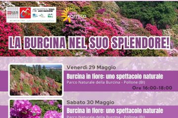 La Burcina nel suo splendore - Appuntamenti con Arnica dal 29 al 31 maggio