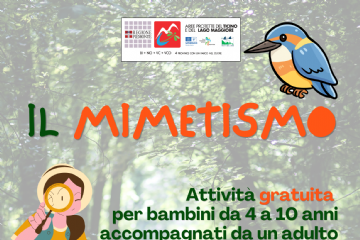 Il mimetismo - domenica 7 giugno