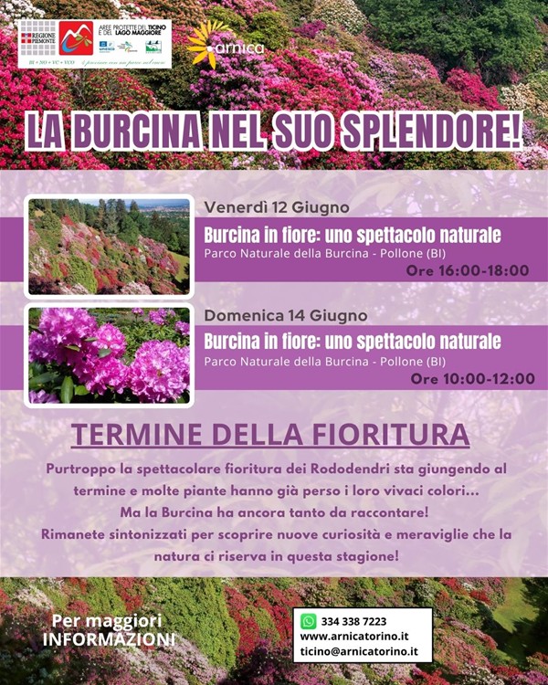 Burcina e Arnica